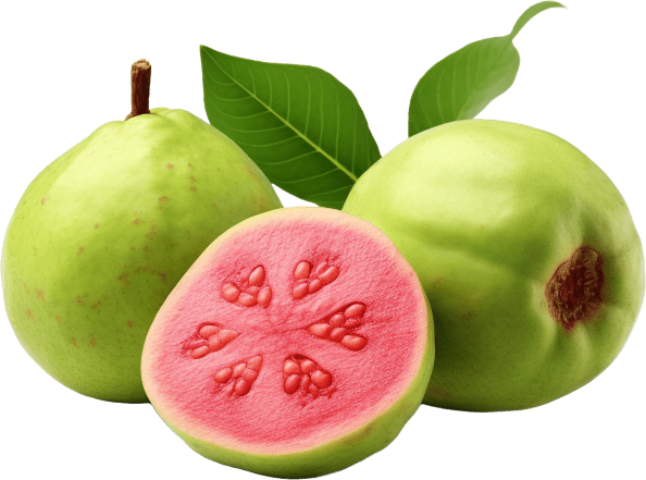Synadentix Ingredient Guava Fruit Powder